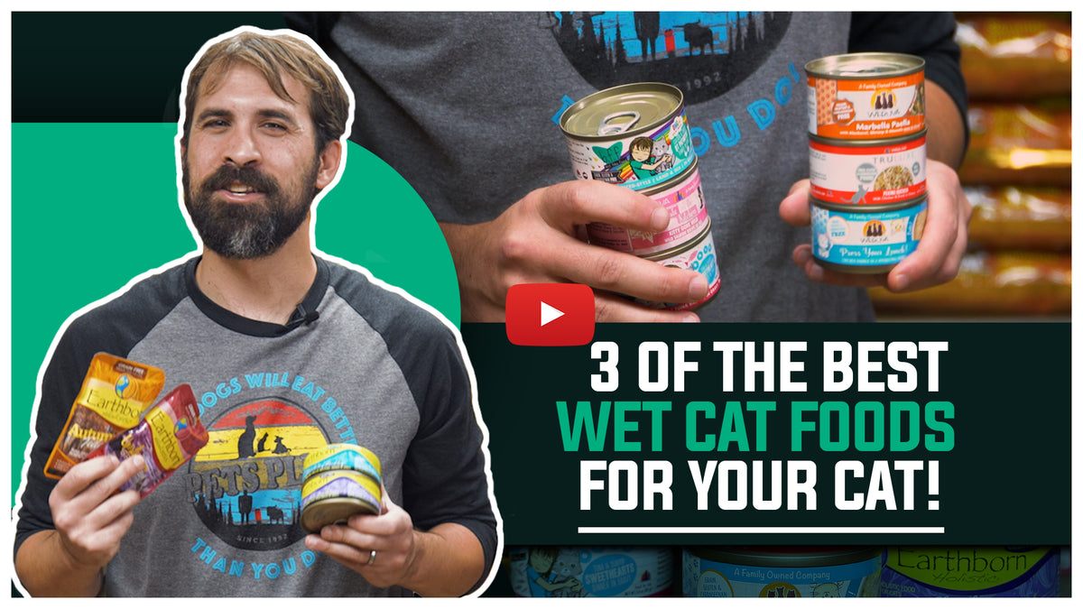 The 3 BEST Wet Cat Foods My Pets Plus