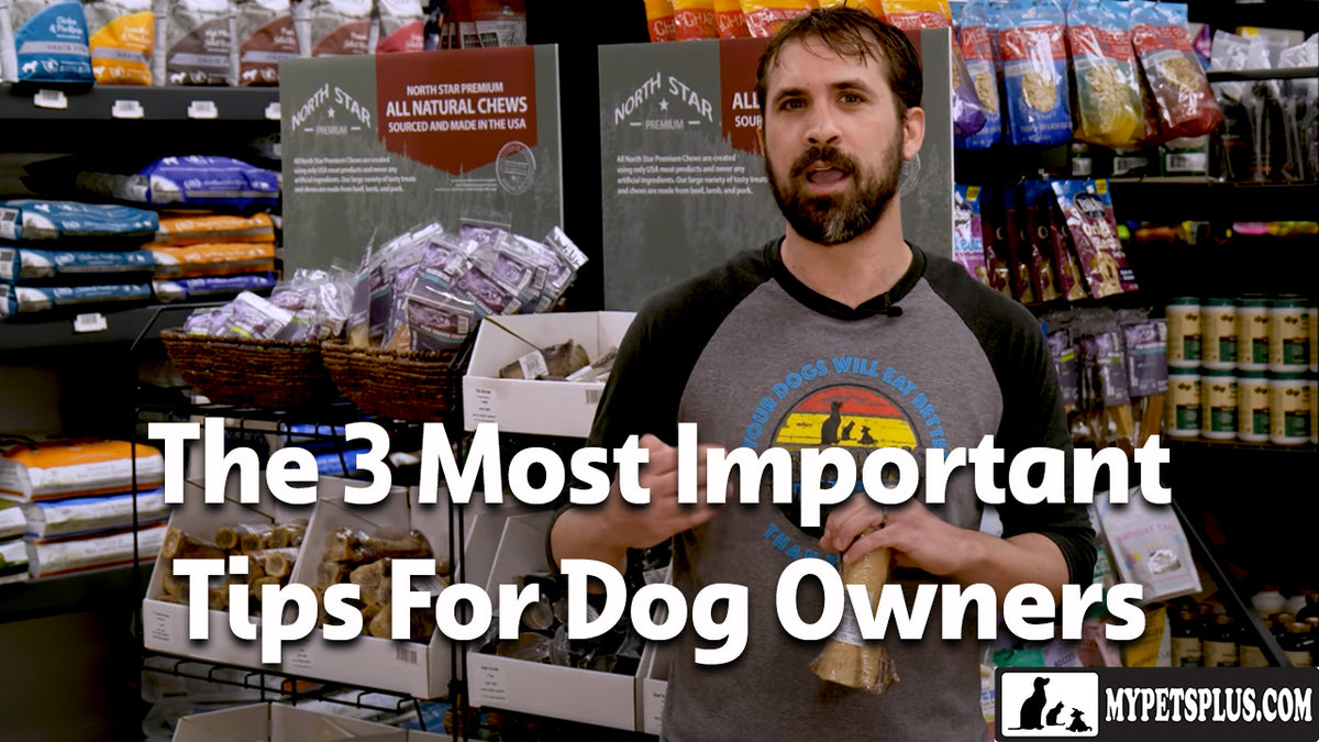 The 3 Most Important Tips For Dog Owners My Pets Plus