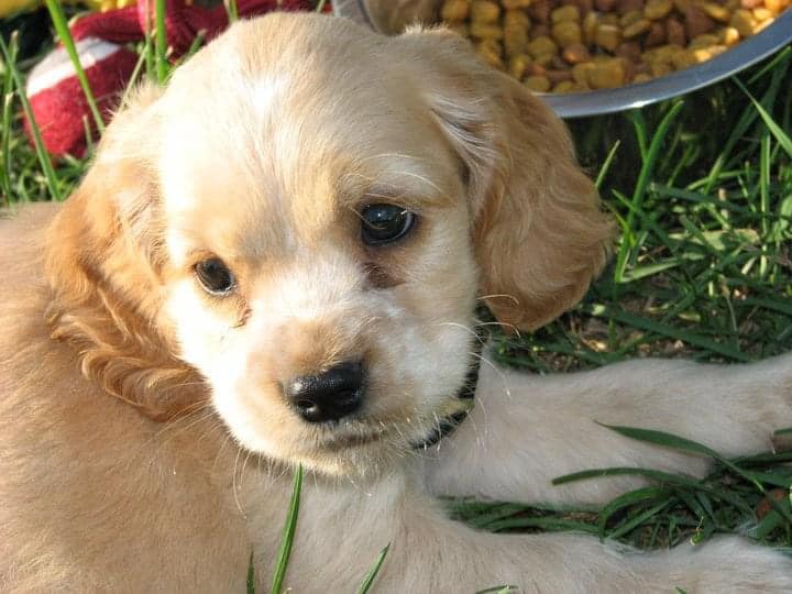 Saying good bye to Stryker – the best buddy you could ask for