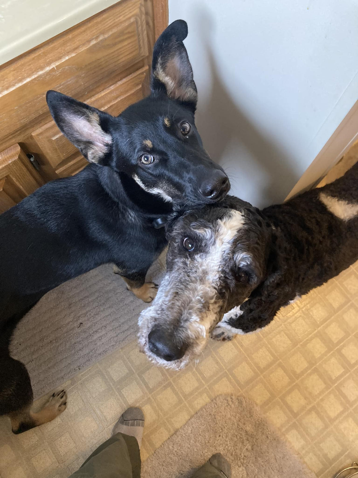 New Dog Tips