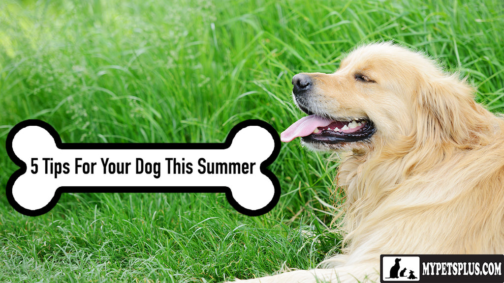 5 Tips For An Incredible Summer With Your Dog