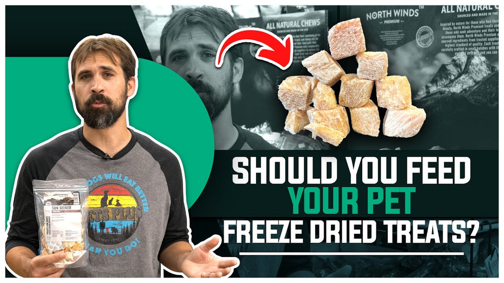 Freeze Dried Dog Treats: Everything you need to know.