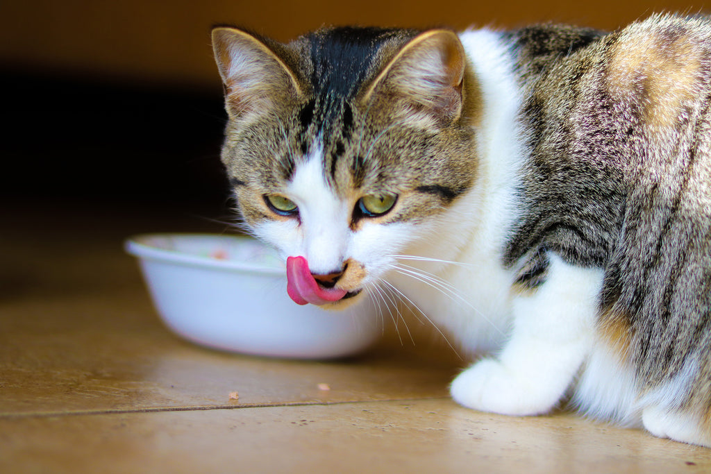 North Winds Premium Cat Food - Why it should be in every cats dish!