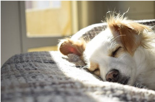 A Sampling of Some of the Best Dry Dog Food