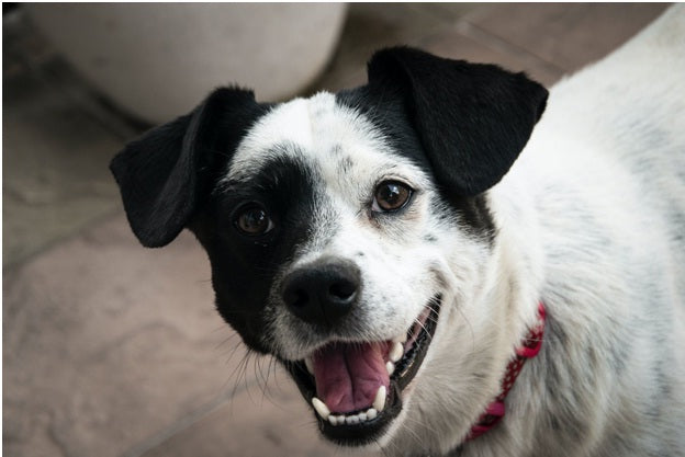 Why Natural Dog Food is Better For Your Pet