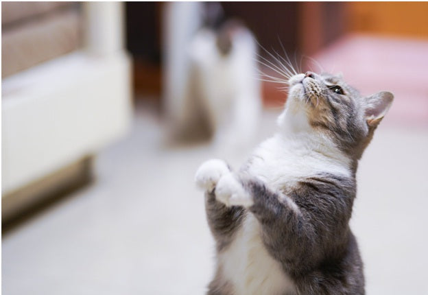 How to Find the Best Wet Food For Your Cat