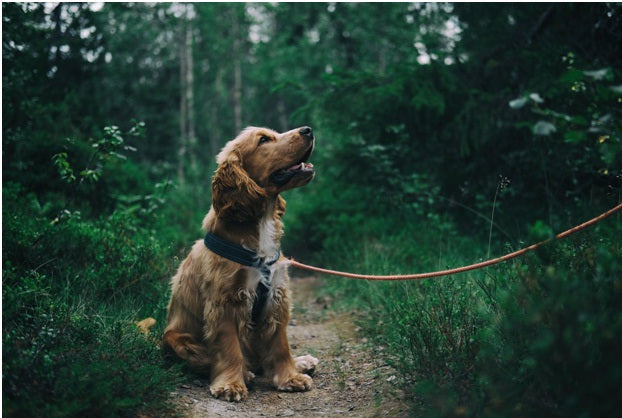 The Advantages of Freeze-Dried Dog Food