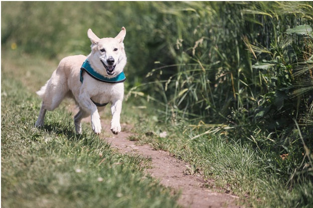 Healthy Dog Food Brands With The Best Ingredients