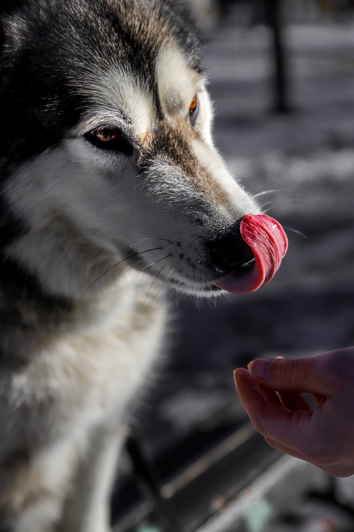 What makes a great dry dog food?