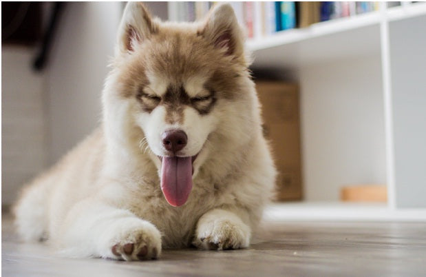 What Are The Health Benefits of Natural Treats For Dogs?