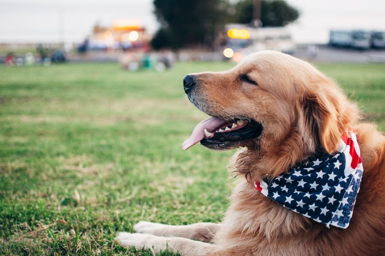 4th of July And Your Pets