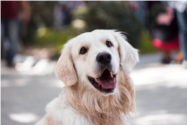 5 Reasons Why Top Dog Food Brands Are The Better Choice