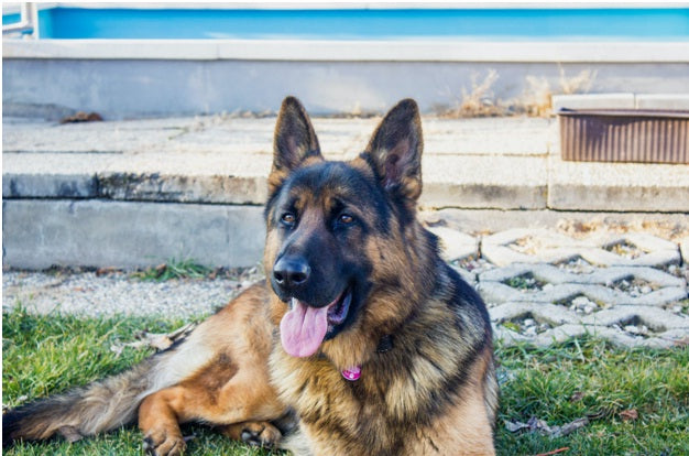 6 Best Wet Dog Foods With All Natural Ingredients