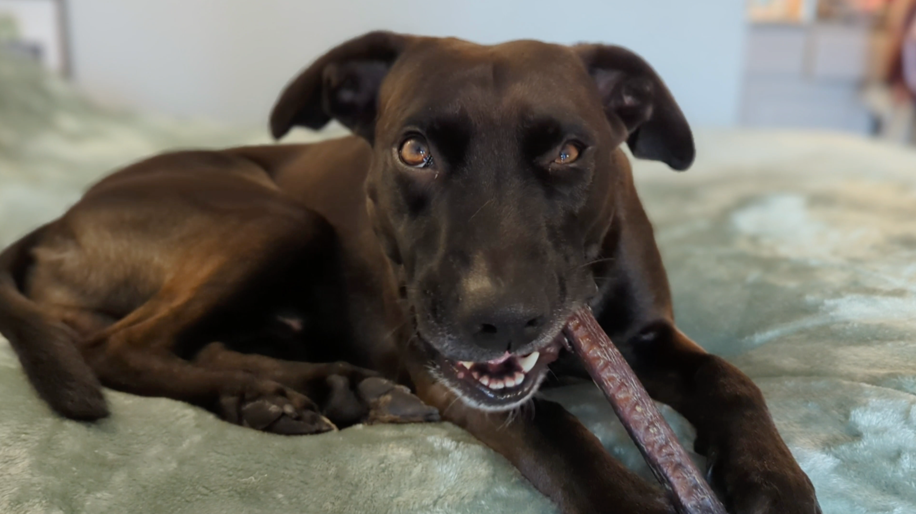 Odorless Bully Stick - 10-12"