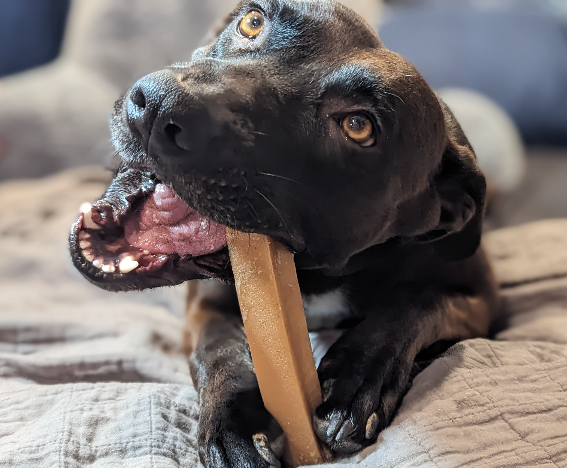 Peak Chaser Chew - North Winds Premium