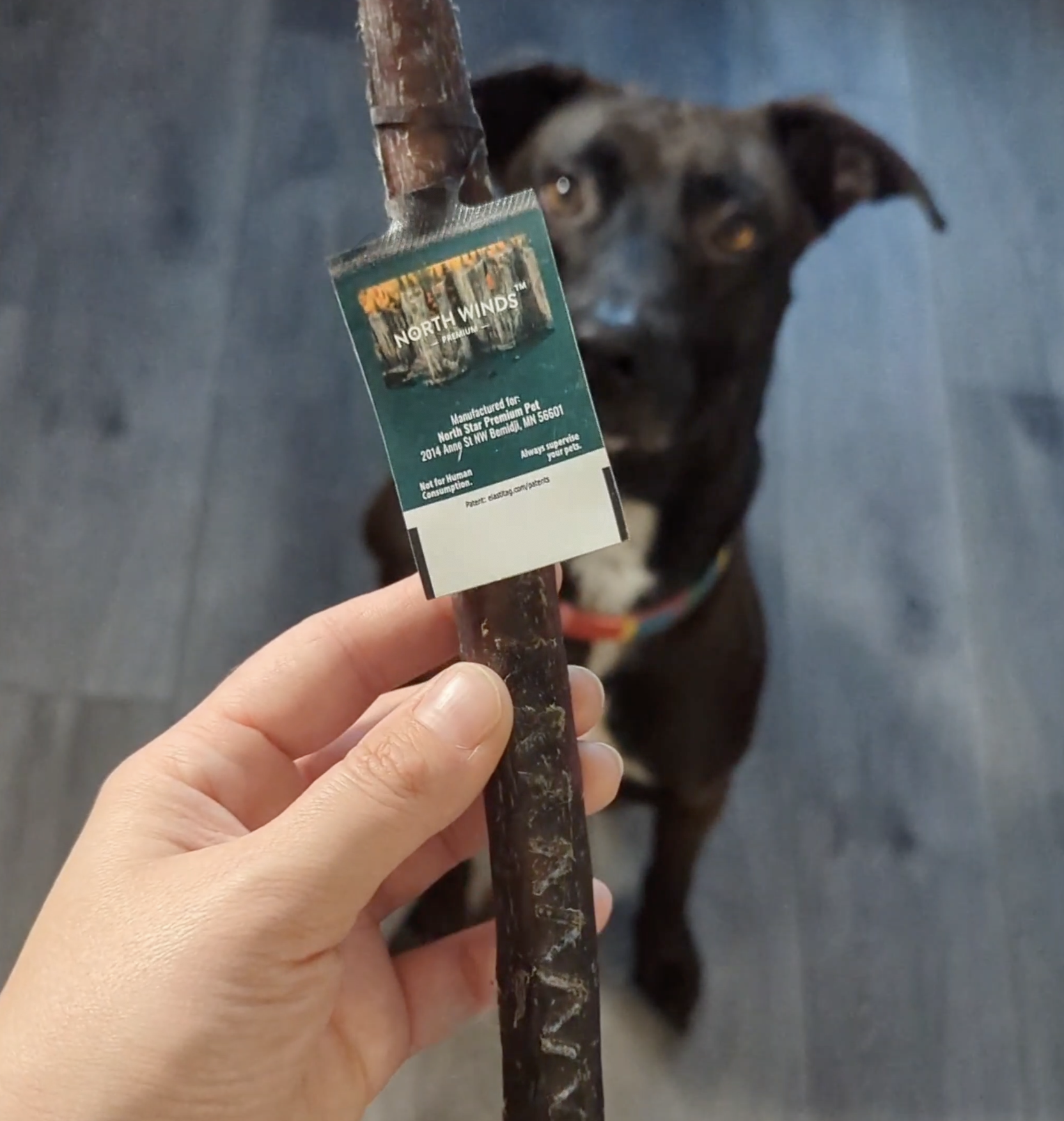 Odorless Bully Stick - 10-12"