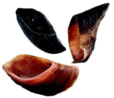 Beef Hoof