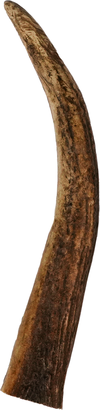 Vista Point Whole Elk Antler - Large