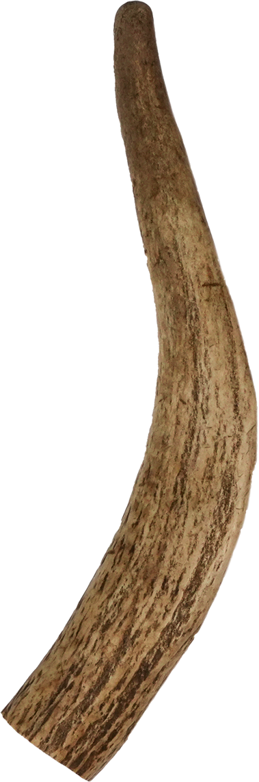 Vista Point Whole Elk Antler - Medium