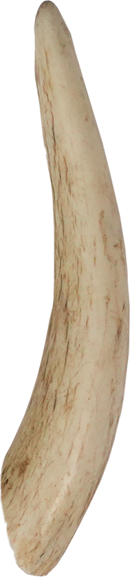 Vista Point Whole Elk Antler - Small