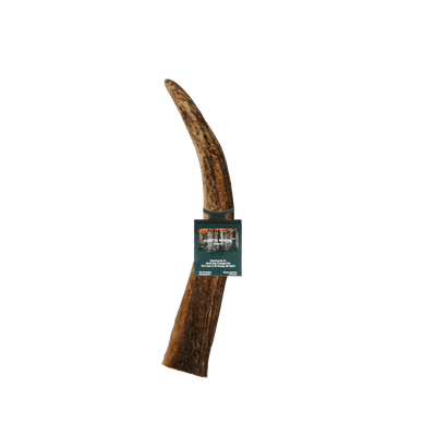 Vista Point Whole Elk Antler - Large