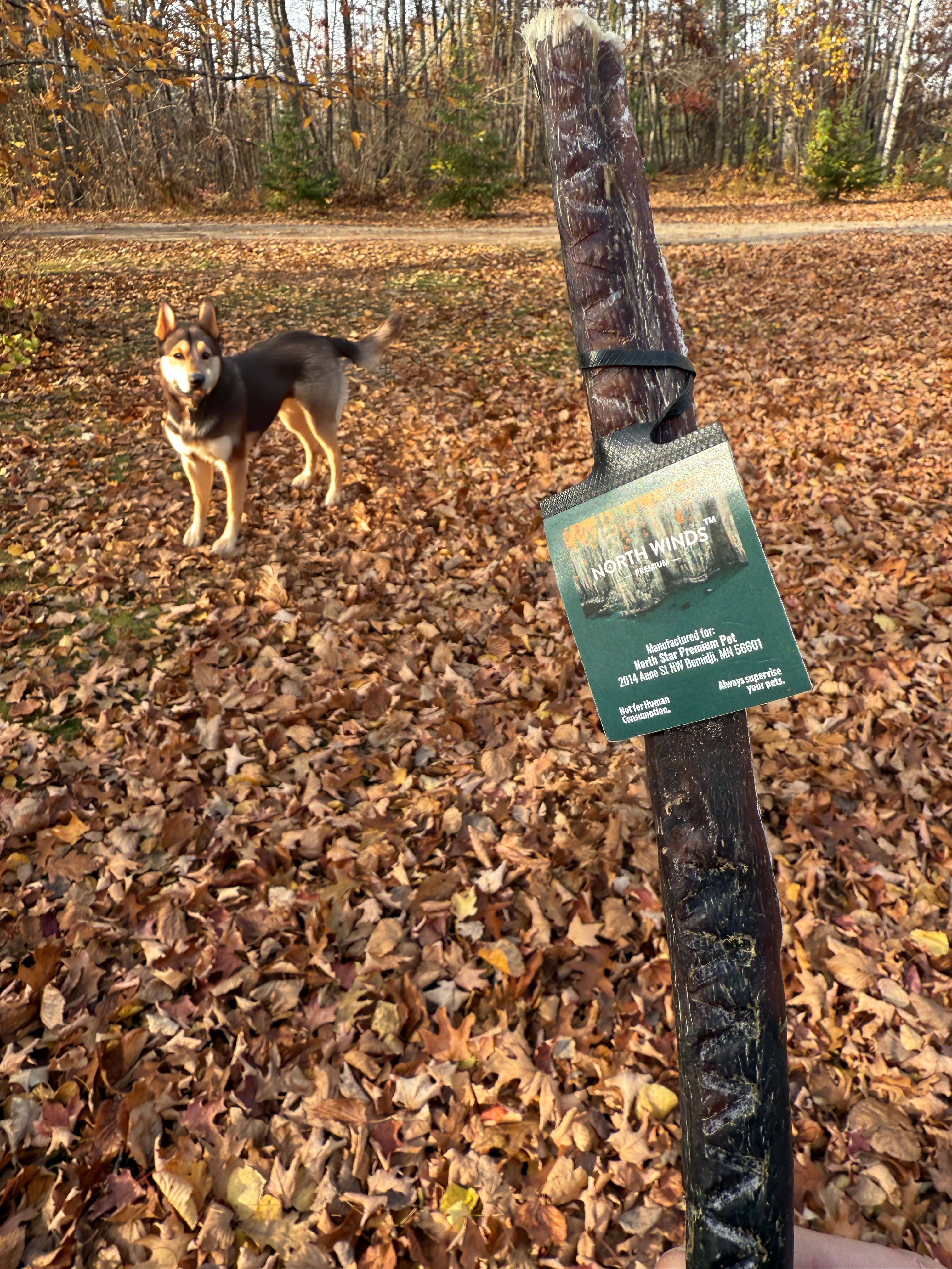 Odorless Bully Stick - 10-12"