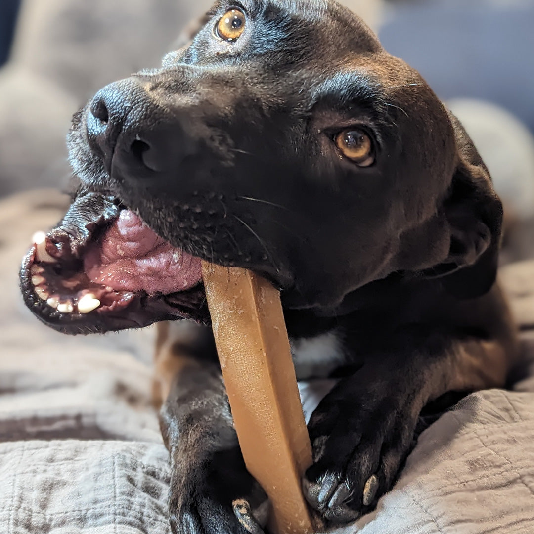Bentley the dog enjoying a north winds premium peak chaser chew from pets plus.