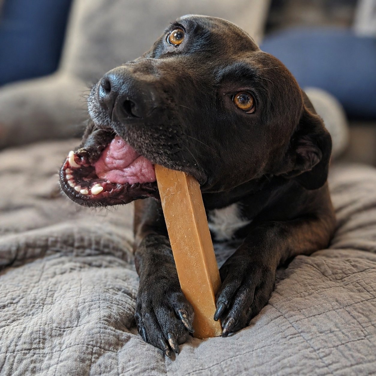 Black dog enjoying a North Winds Premium Peak Chaser Chew