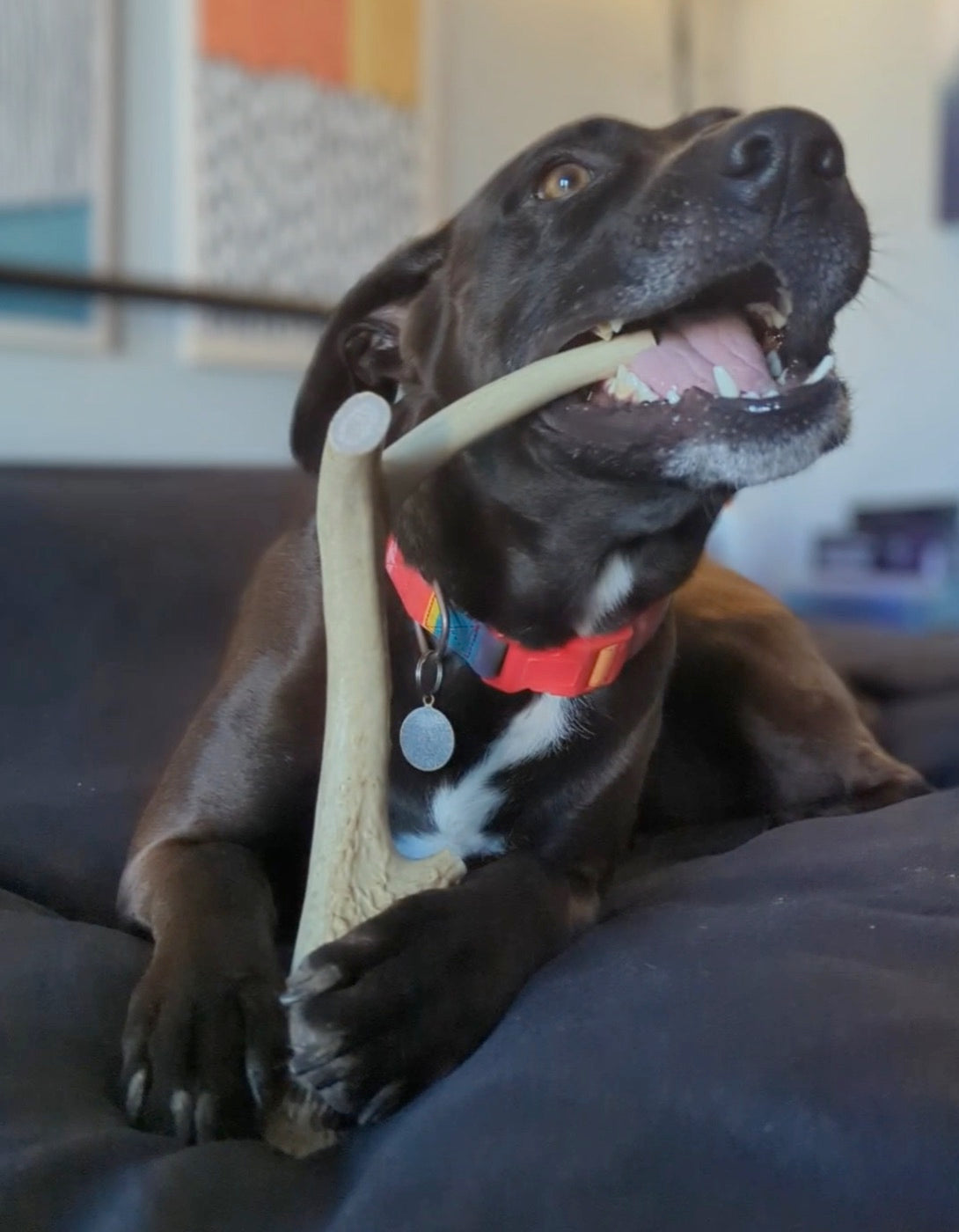 Large dog with a North Winds Premium Antler chew