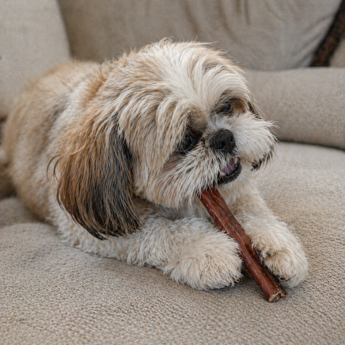 Shih Tzu with a 6-inch North Winds Premium Bully Stick